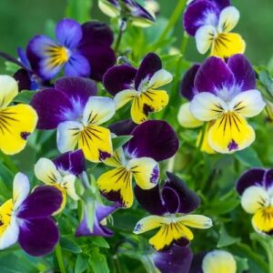 Viola