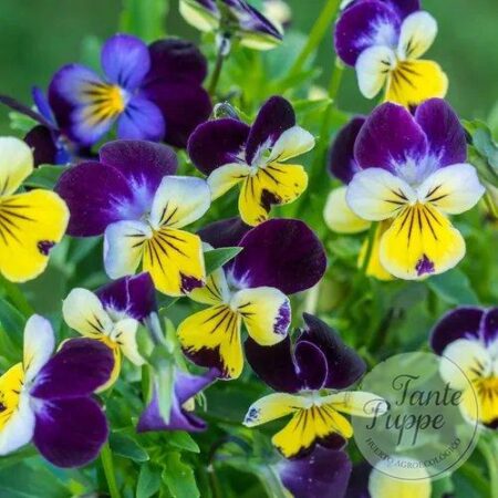Viola