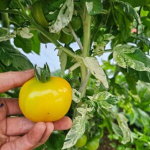 Deans Halley rainbow