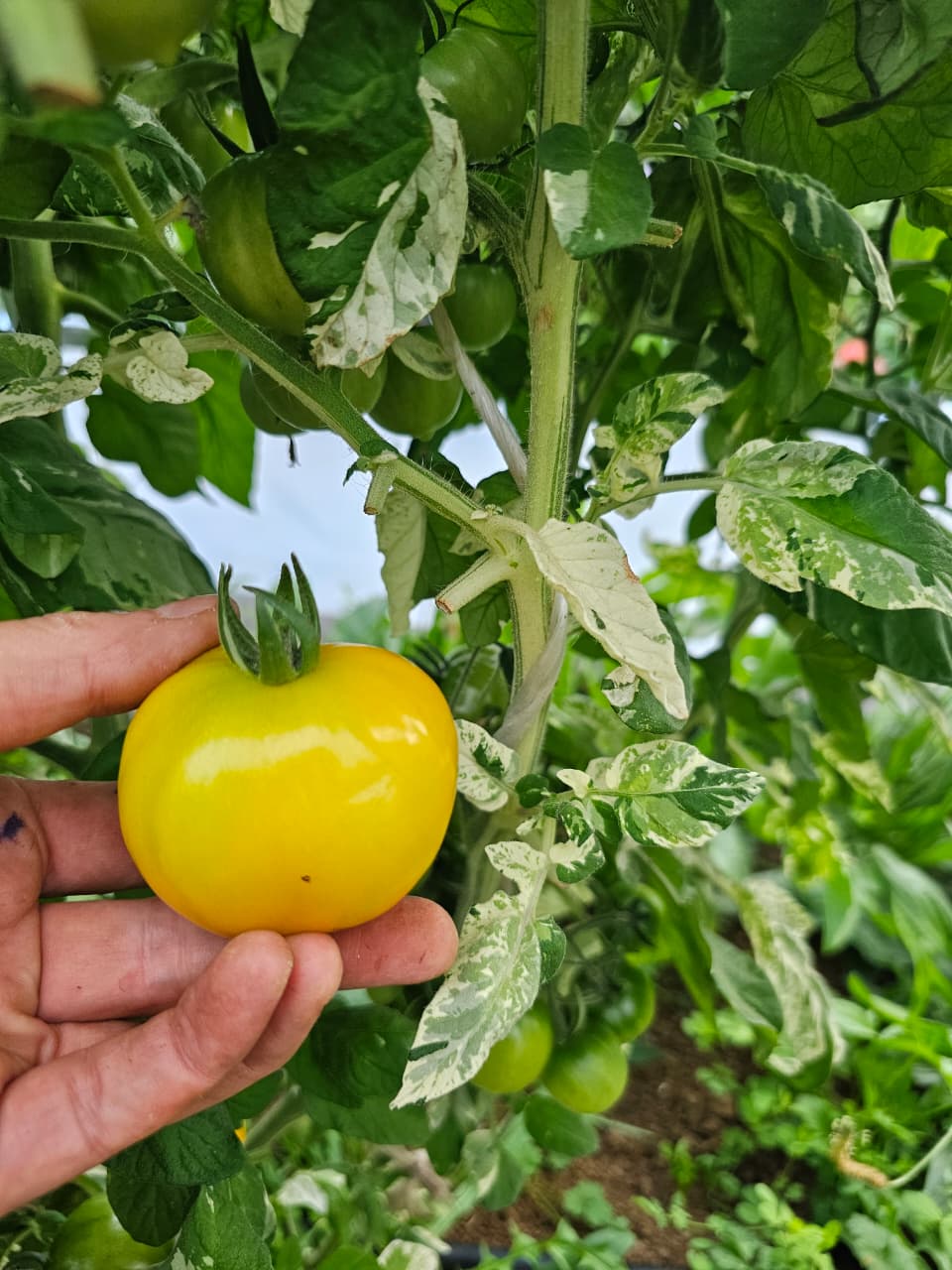 Deans Halley rainbow