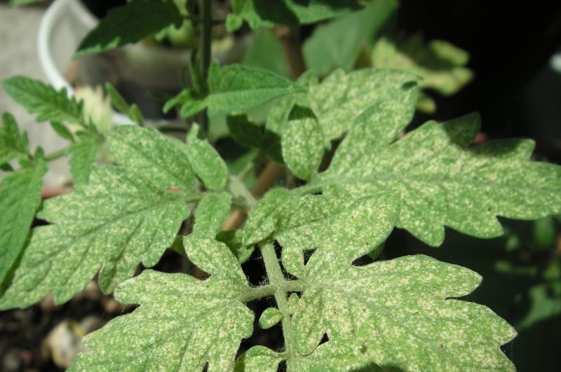 Identificación de arañita roja en el huerto y técnicas de control natural.