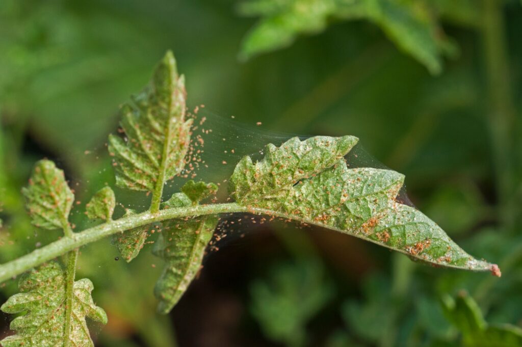 Identificación de arañita roja en el huerto y técnicas de control natural.