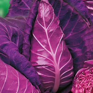 Repollo Kalibos - Corazón de buey morado