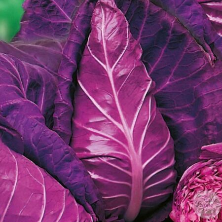 Repollo Kalibos - Corazón de buey morado.