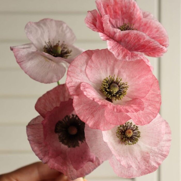 2026/02/1000319146.jpg 2026/02/1000319146.jpg