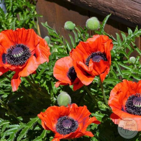 Amapola Turca naranja perenne