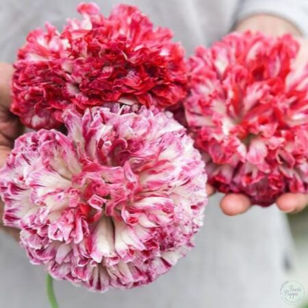 Amapola Flemish antique