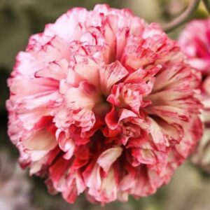 Amapola Flemish antique