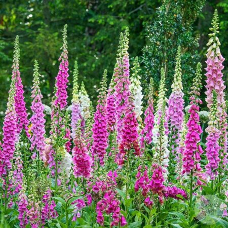 Digitalis