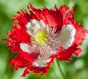 Amapola Victoria Cross