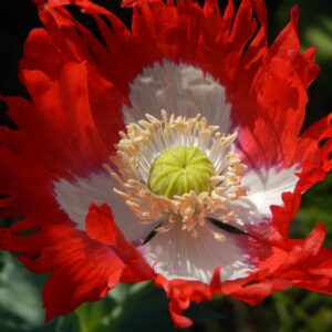 Amapola Victoria Cross