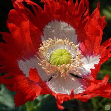 Amapola Victoria Cross.