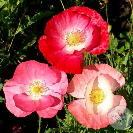 Amapola Rhoeas mix
