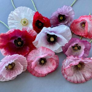 Amapola Mother of pearl