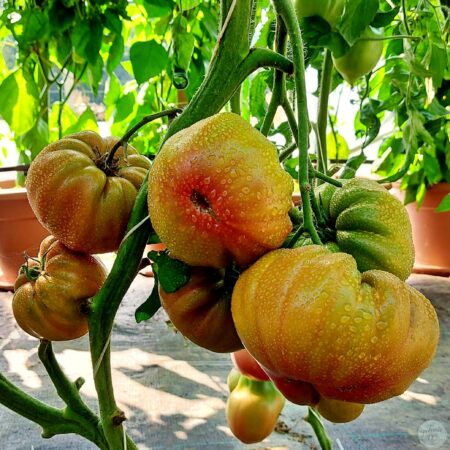 Frutos de Tomate Amazing Amnesia en plena maduración en huerto orgánico