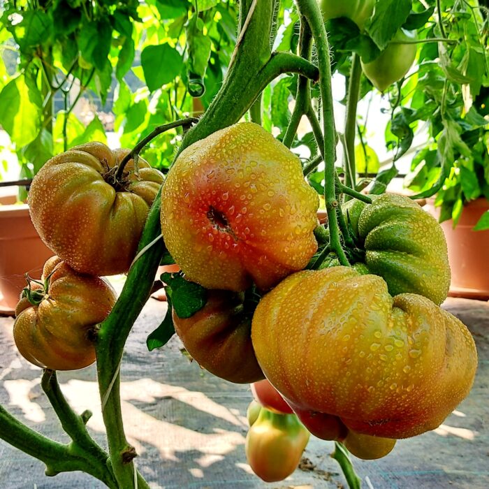 Frutos de Tomate Amazing Amnesia en plena maduración en huerto orgánico