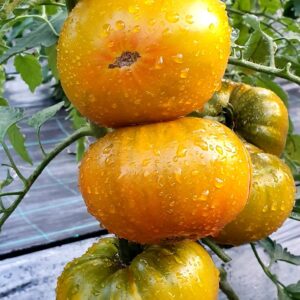 Frutos maduros de Tomate Amber Room color ámbar en huerto de semillas orgánicas