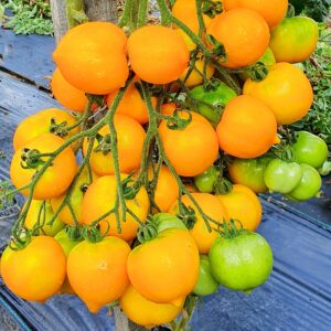 Planta de Tomate Ana Hermann con frutos maduros en huerto de semillas orgánicas