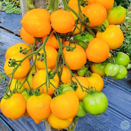 Planta de Tomate Ana Hermann con frutos maduros en huerto de semillas orgánicas