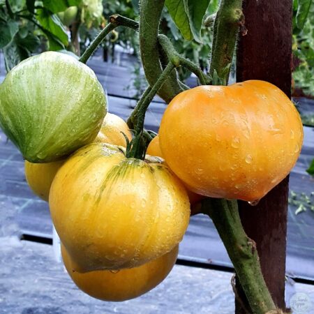 Frutos maduros de Tomate Beauty Mark con marcas características en huerto orgánico