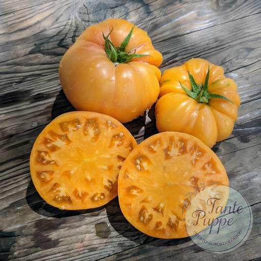 beefsteak-naranjo Frutos gigantes y carnosos de Tomate Beefsteak Naranjo en huerto de semillas orgánicas