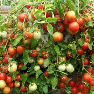 Semillas de Tomate Alenka Dwarf cultivadas en Huerto Tante Puppe