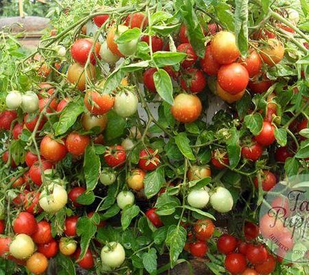 Semillas de Tomate Alenka Dwarf cultivadas en Huerto Tante Puppe