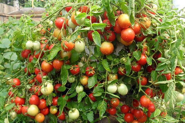 Semillas de Tomate Alenka Dwarf cultivadas en Huerto Tante Puppe