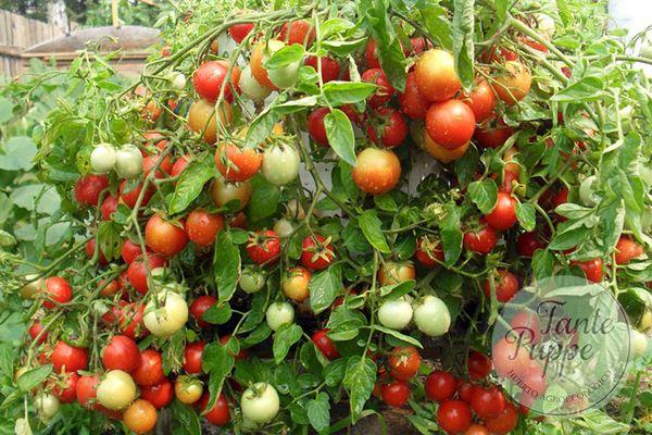 semillas-tomate-alenka-dwarf Semillas de Tomate Alenka Dwarf cultivadas en Huerto Tante Puppe