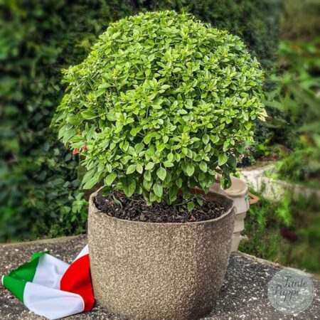 Albahaca Piccolino.