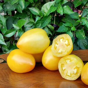 Tomate Teton de Venus Blanche