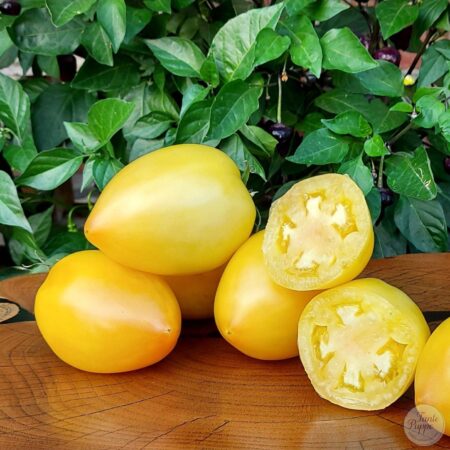 Tomate Teton de Venus Blanche