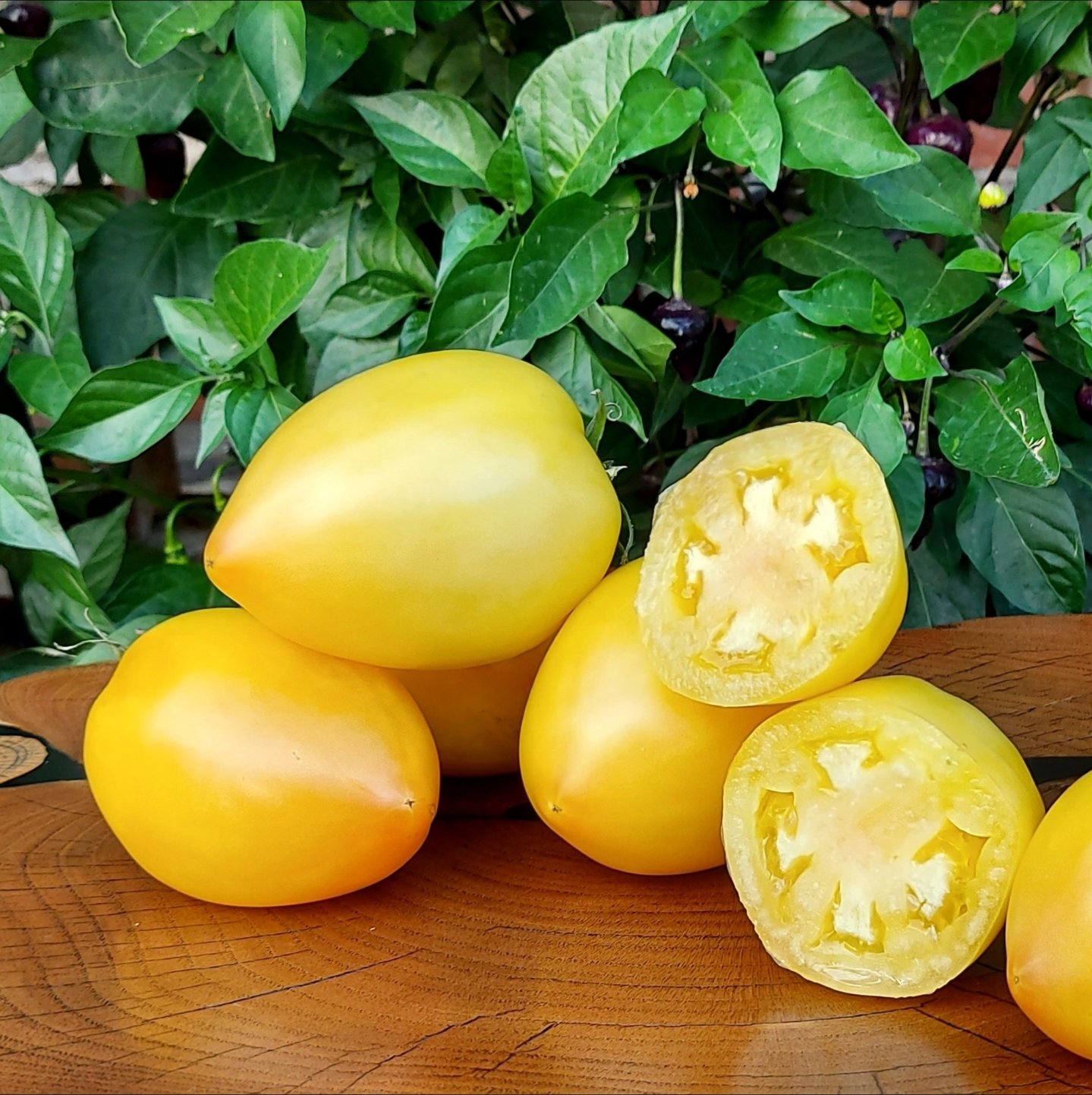 Tomate Teton de Venus Blanche