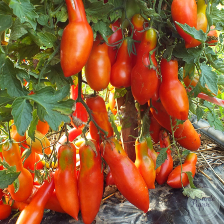 Tomate Strelka