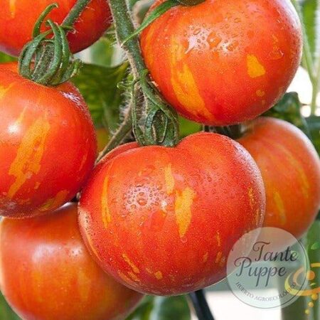 Tomate Mr Stripey