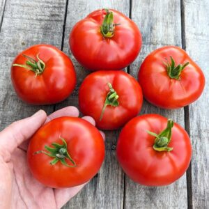 Tomate Mongolian