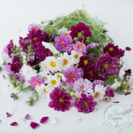 Cosmos double click