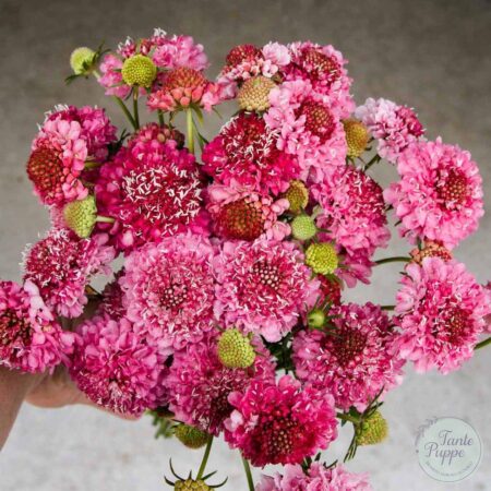 Escabiosa Salmon Rose