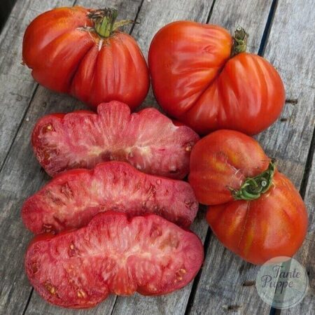 Frutos de Tomate Iceberg grandes en forma de pera de semillas orgánicas