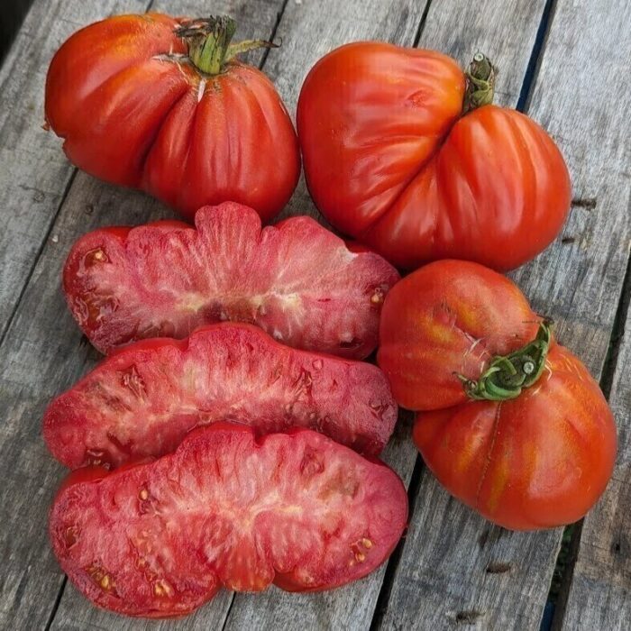 Frutos de Tomate Iceberg grandes en forma de pera de semillas orgánicas