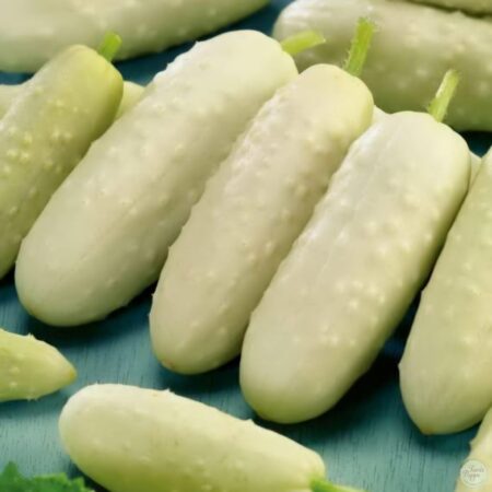 Pepino de encurtido Miniature white