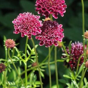 Escabiosa Burdeo (Scabiosa atropurpurea)