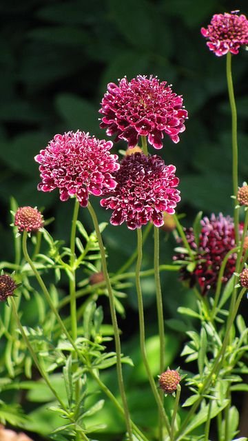 Escabiosa Burdeo (Scabiosa atropurpurea)