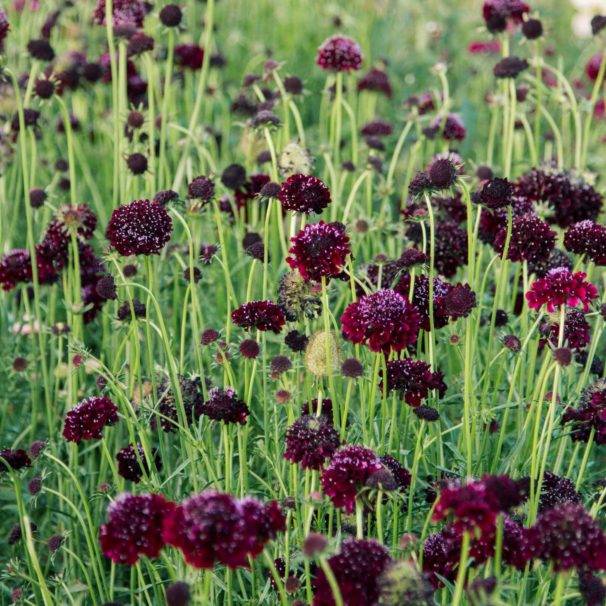 Escabiosa Burdeo (Scabiosa atropurpurea) - Imagen 2