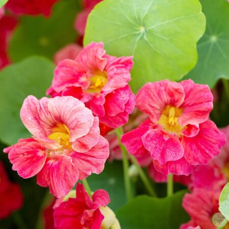 Capuchina Fucsia