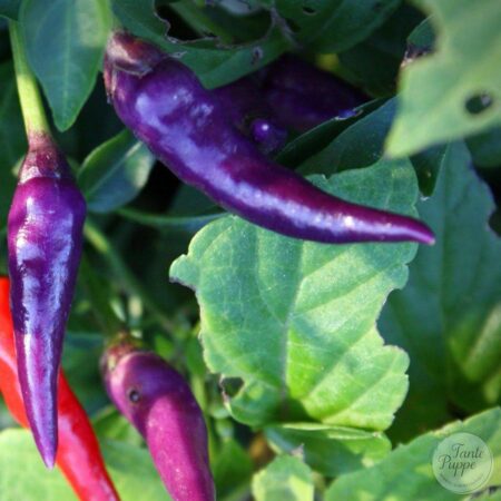 Pimienta de cayena morada