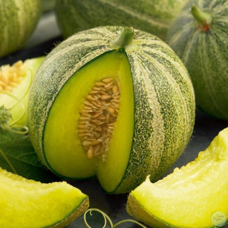 Melón Model