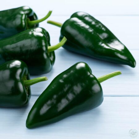 Pimiento "Chile" Poblano.
