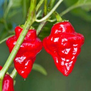 Ají Habanero Tasmanian