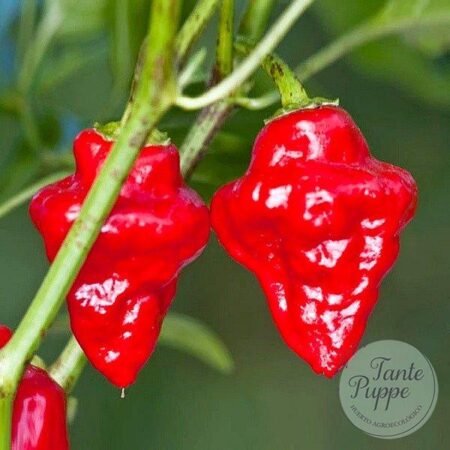 Ají Habanero Tasmanian